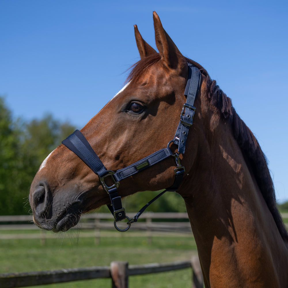 KLLucca Halfter und Seil