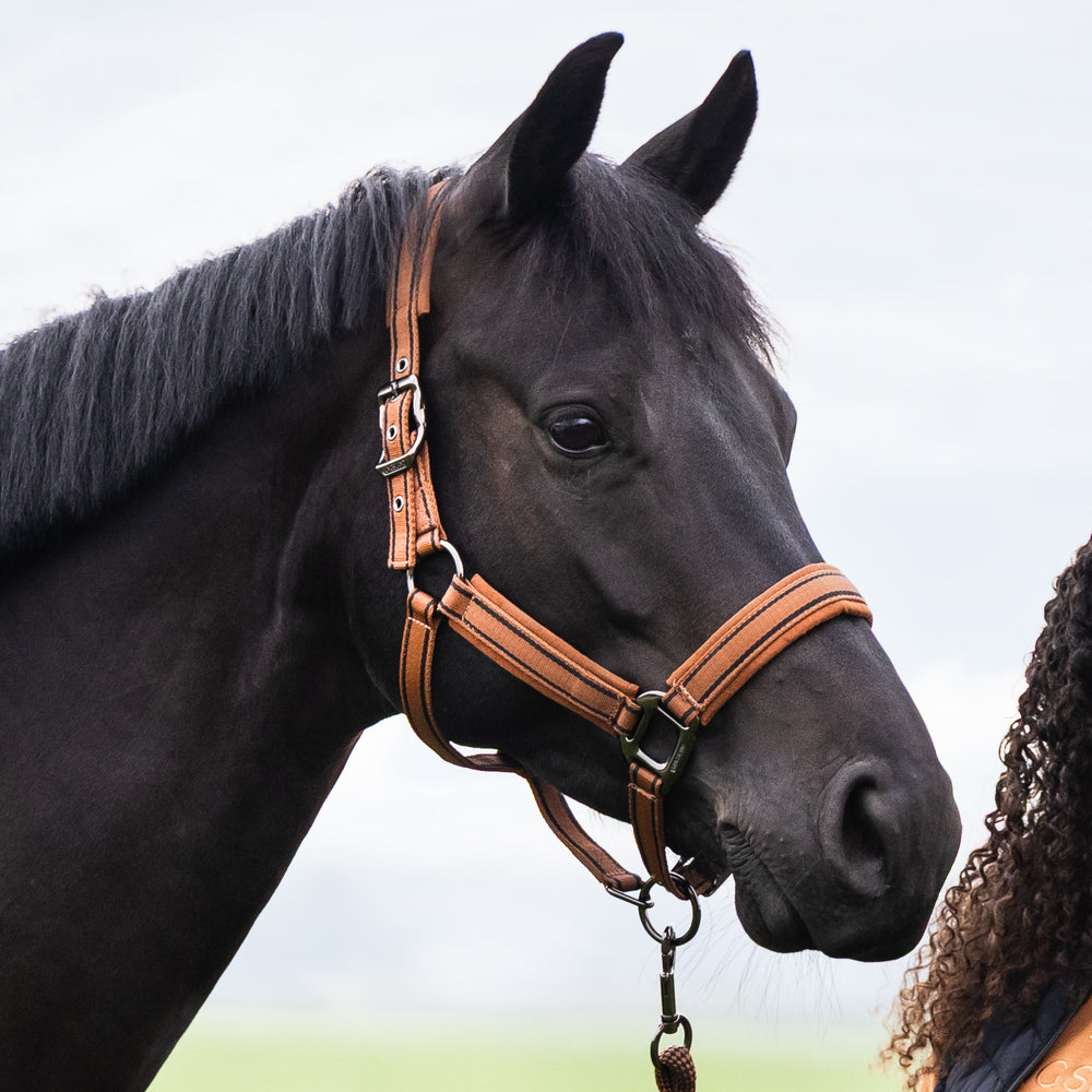 KLMona Halfter und Seil