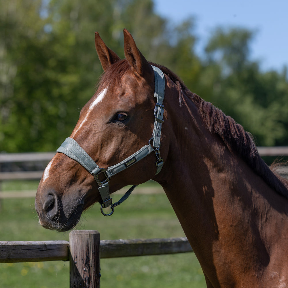 KLLucca Halfter und Seil